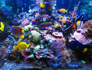 Résine époxy pour aquarium - décor