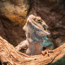 Résine Époxy pour Aquarium et Terrarium - 1.2kg